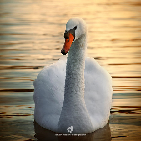 Swan