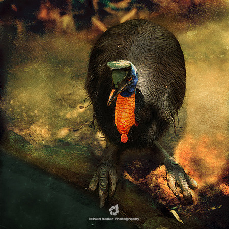Golden-neck Cassowary