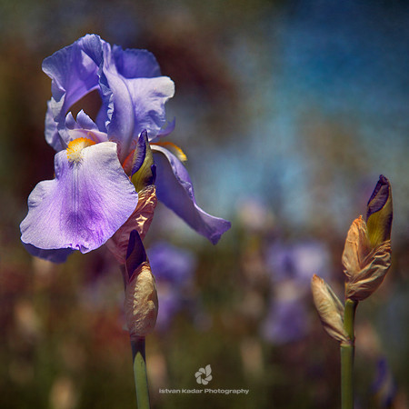 Iris