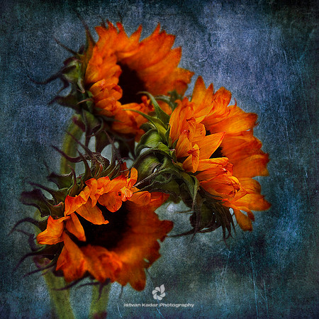Orange Sunflowers