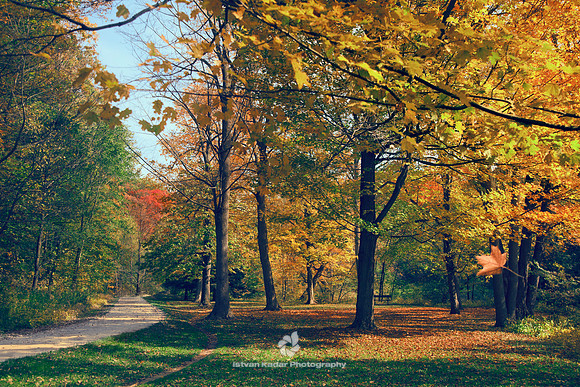 Path to the Red Tree - 2011