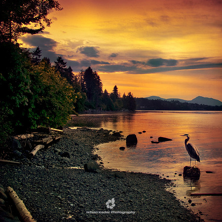 Heron's Spot - 2009