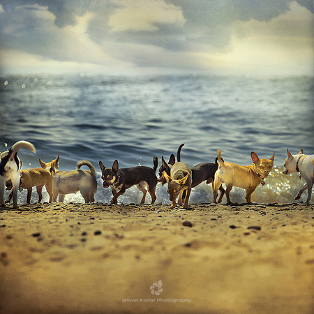 Chihuahua's Island II