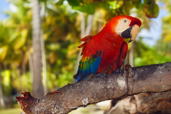 Scarlet Macaw