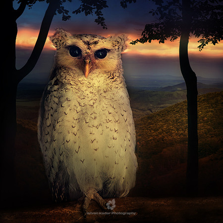 True Owl (Strigidae)