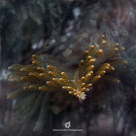 The Palm of the Pine Tree