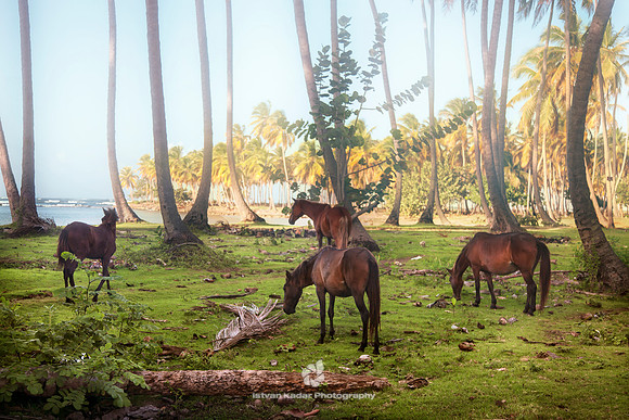 Beach Pasture