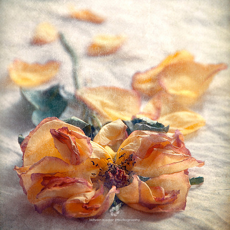 Dead Rose Romance