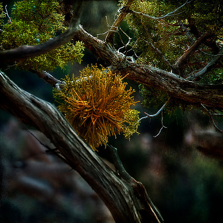 Coral on Tree