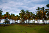 Coconut Palm Trees