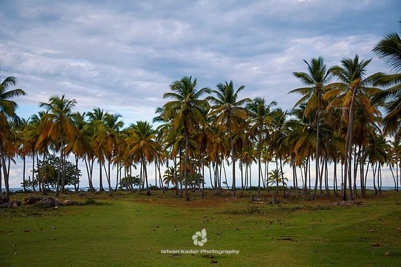 Coconut Palm Trees