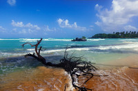 Driftwood