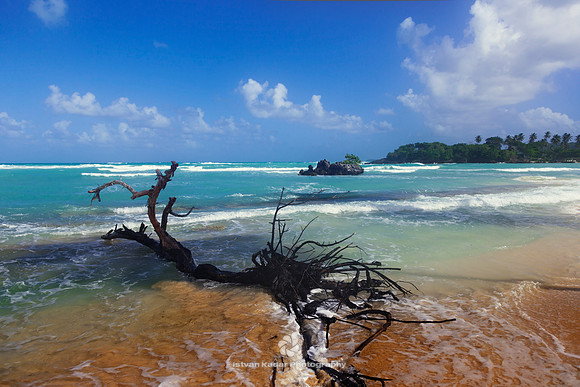Driftwood