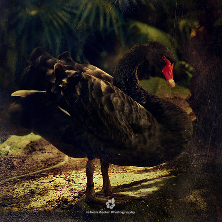 Black Swan