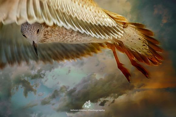 Spread Your Wings