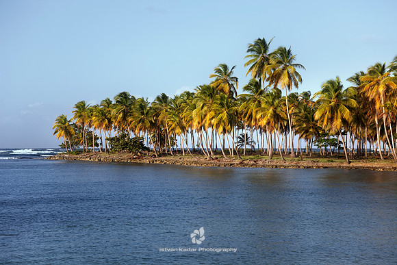 Coconut Trees in Samana Peninsula