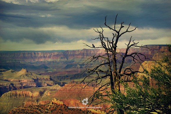 Raven's Tree