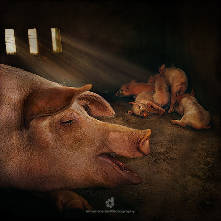 The Singing Pig
