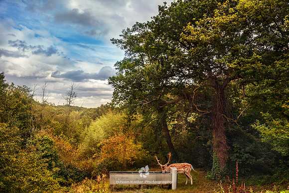 The Drinking Trough