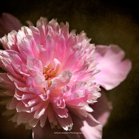 Peony