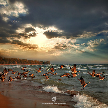 Wild Goose Chase