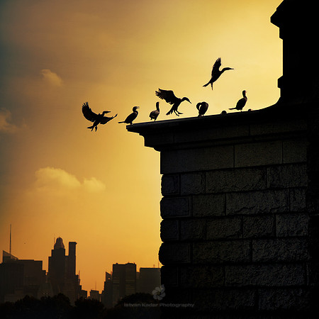 Silhouettes of the Cormorants