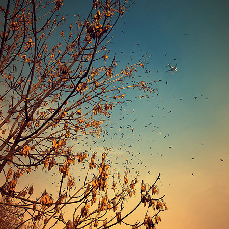 autumn, branches, fall, heart, leaves, textures, tree, wind