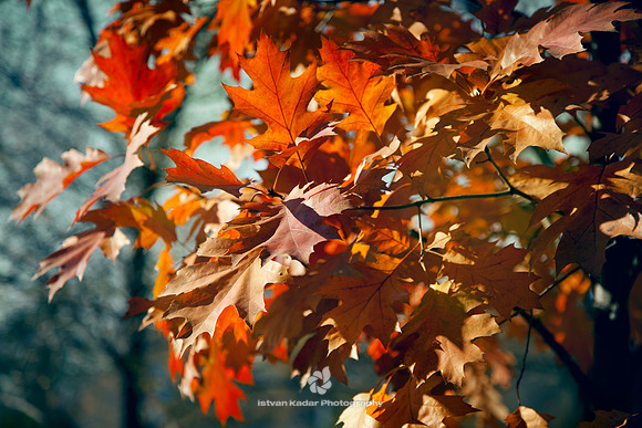 Red Oak