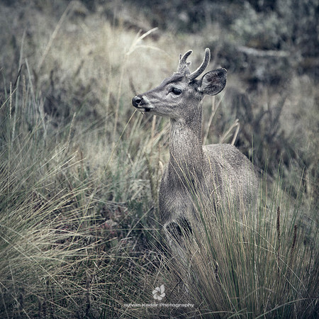 Deer