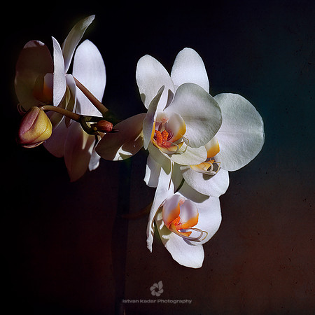 Purity
