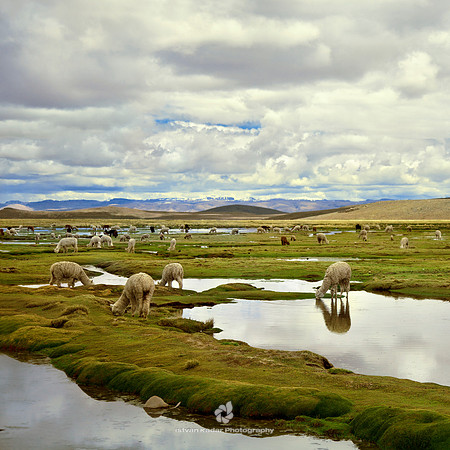 Alpacas in the Andes