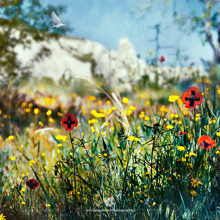 Wild Poppies