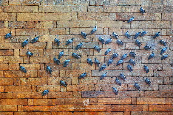 Rock Doves (Columba livia) Perched on Stone Wall, Jaisalmer.