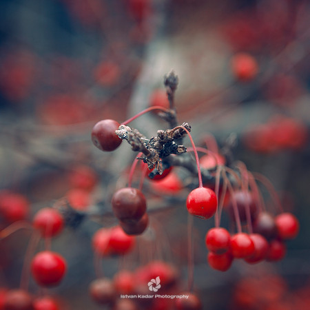 Wild Cherries