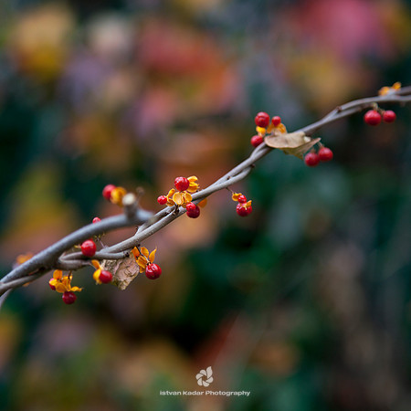 Barbed-wire at Fairyland
