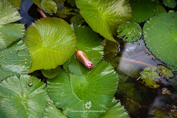 Waterlily Bud