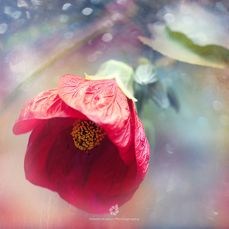 The Crimson Bellflower