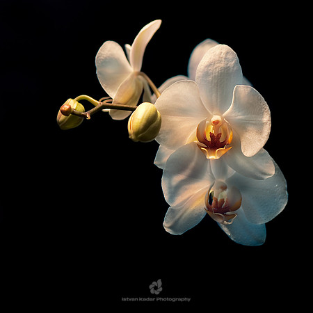 Orchids