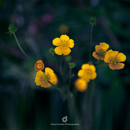 Yellow Woodland Anemone