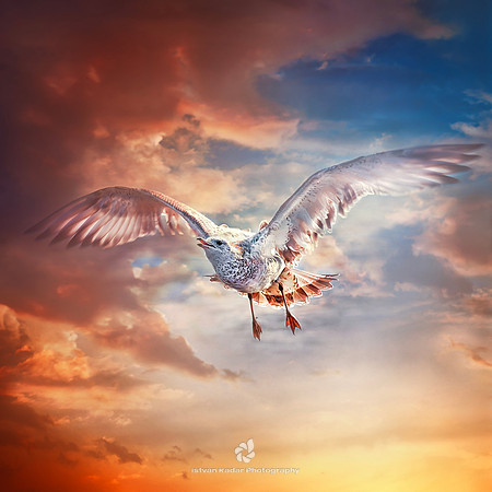Watch the Sky