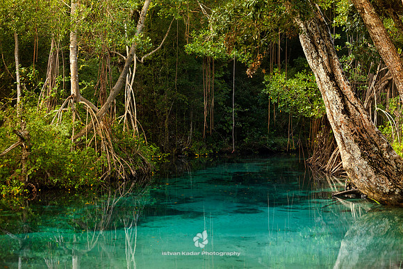 Caribbean, "Caño Frió", "Dominican Republic", Freshwater, Idyllic, Island, Lagoon, Landscape, Light, Mangrove, Nature, Outdoors, Peninsula, "Playa Rincon", "Plody mangrovnika", "Rhizophora mangle", "R