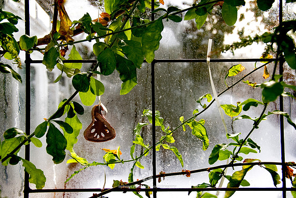 Winter Garden