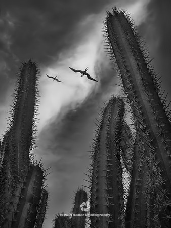 Thorny Life