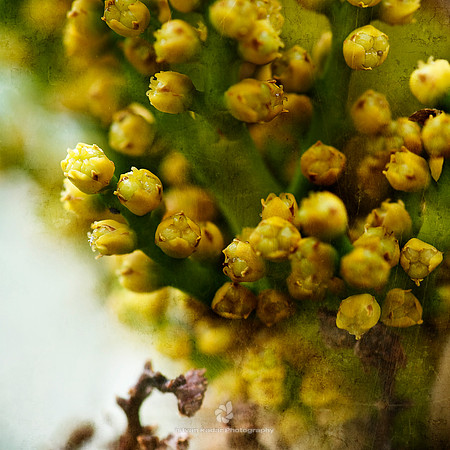 Sunlight Pearls