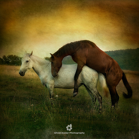 The Prince's Horse