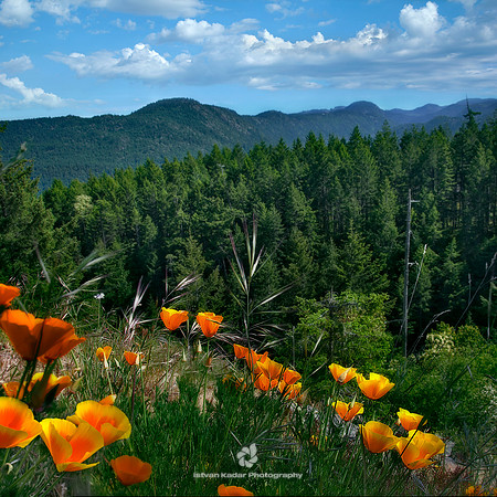 Vancouver Island - 2009
