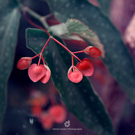 Love Blossom
