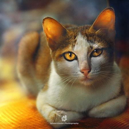 Ta Prohm Cat