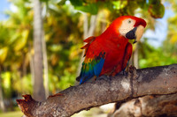Scarlet Macaw (Ara Macao)