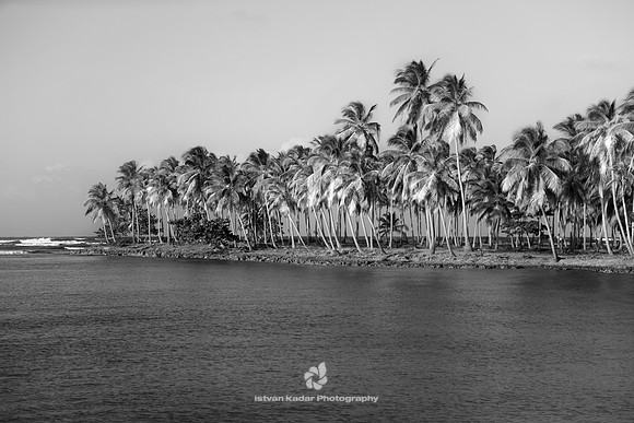 Coconut Trees in Samana Peninsula